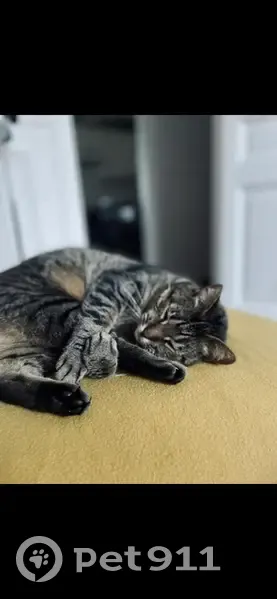Chatte Mia tigrée disparue - photo
