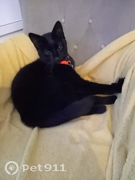 Chat noir, taches blanches, trouvé - photo