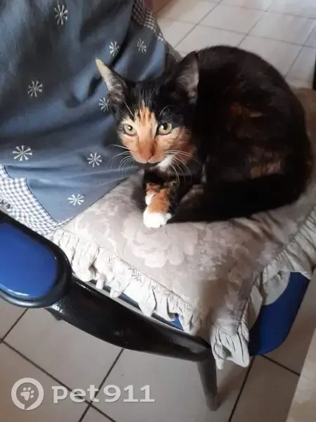 Avis de recherche: Lila, chat tricolore - photo