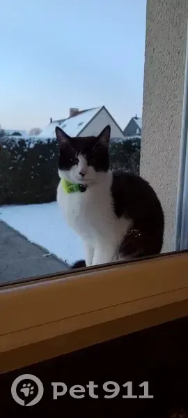Chat sociable trouvé à Boulon - photo