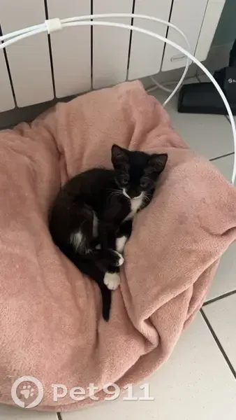 Chaton affectif perdu à Séméac - photo