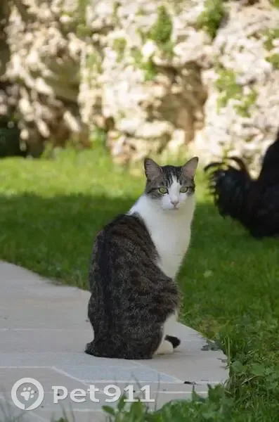 Chat blanc/tigré perdu - Guernes - photo