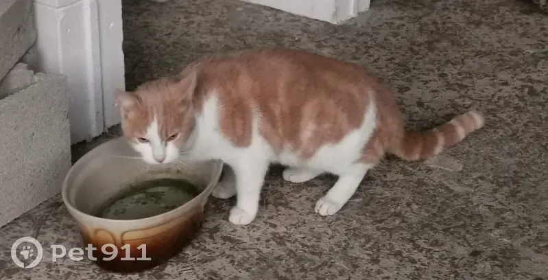 Chat roux et blanc trouvé - photo