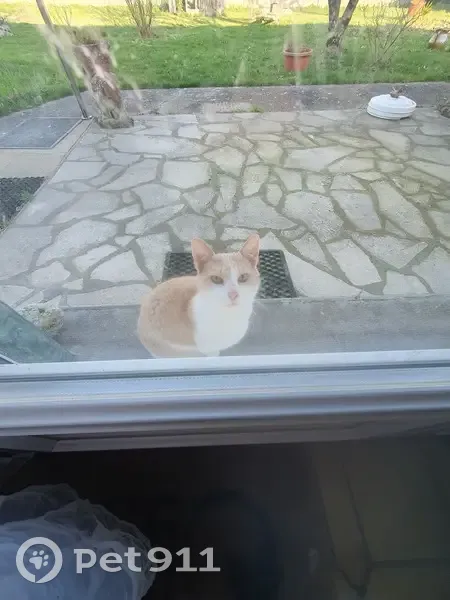 Chat blanc affectueux trouvé - photo