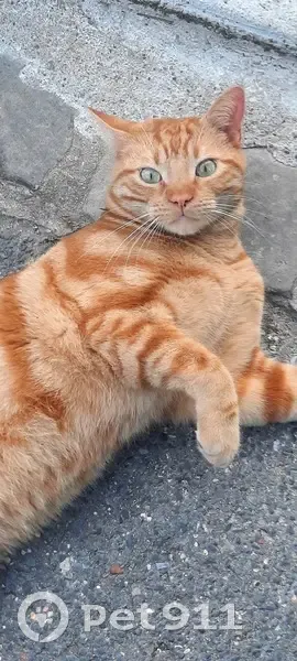 Chat roux perdu à Rueil-Malmaison - photo