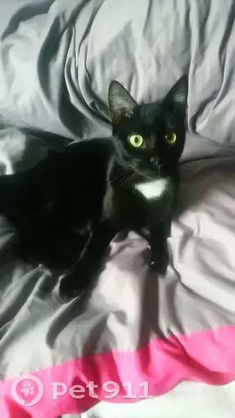 Chaton noir perdu suivi à domicile - photo