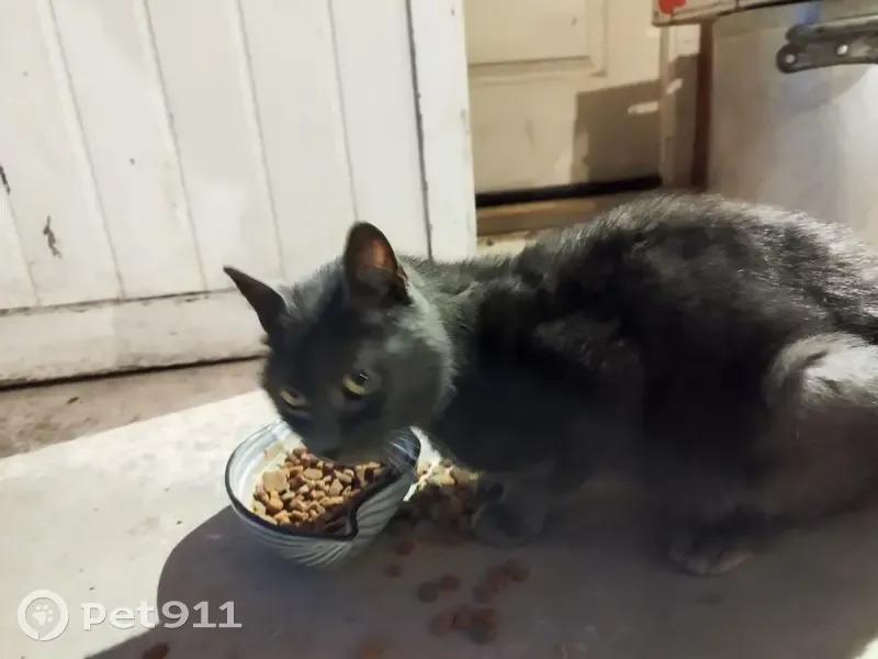 Chat affectueux gris trouvé à Penvénan - photo