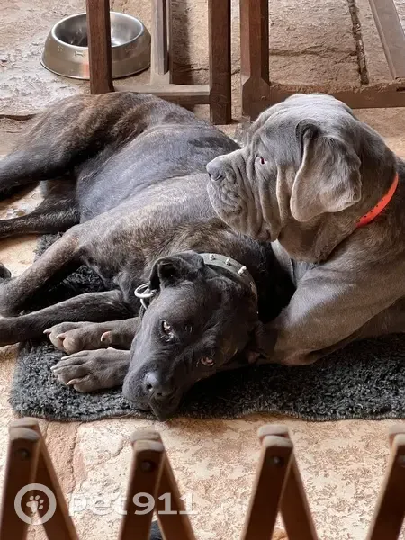 Chiennes Cane Corso perdues - photo