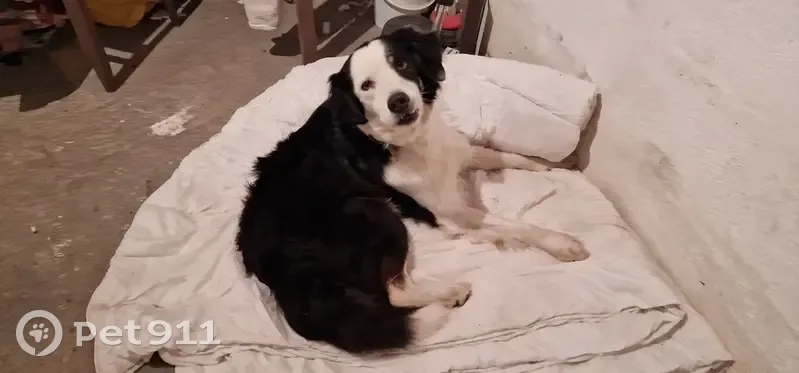 Chien noir et blanc retrouvé - photo