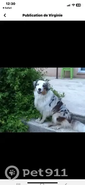 Berger Aus. perdu, Sénas, 11 ans - photo