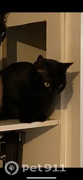 Réglisse, chat noir perdu - photo