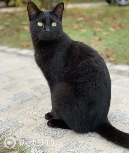 Chat noir Ulysse perdu - photo