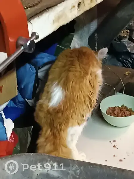 Chat trouvé à Lunéville - photo