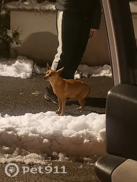 Chien fauve trouvé, Vulbens - photo