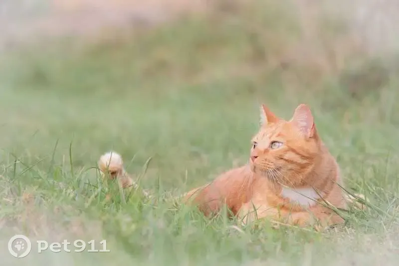 Chat roux boiteux perdu à Rans - photo