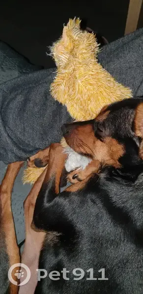 Chien Molly perdu près de Mauregard - photo