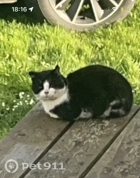 Chat noir et blanc perdu à Bayeux - photo