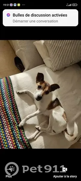Alerte: Jack Russel Mia perdue - photo