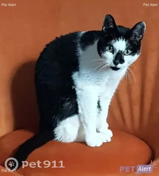 Chat noir et blanc perdu à Cognac - photo