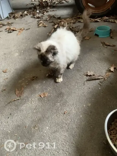 Chaton siamois trouvé au Bono - photo