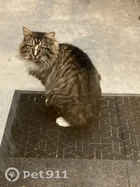 Chat sauvage squatteur au Domaine - photo