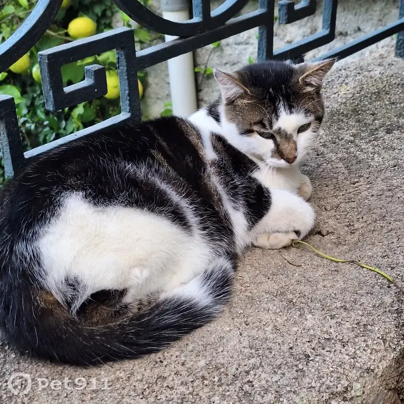 Chat noir et blanc perdu à Essert-Romand - photo
