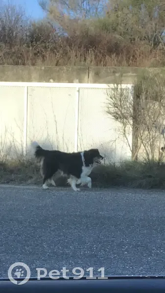 Chien perdu à Méjannes retrouvé - photo