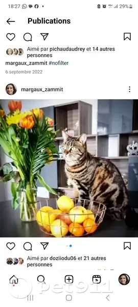 Xéna, chat perdu - Le Cannet - photo