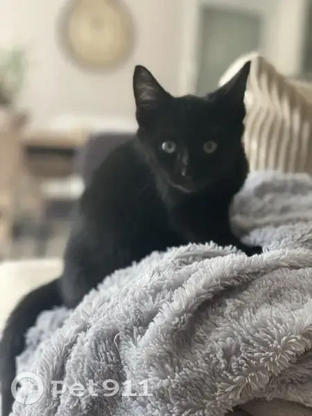 Chaton noir perdu à Pont-Péan - photo