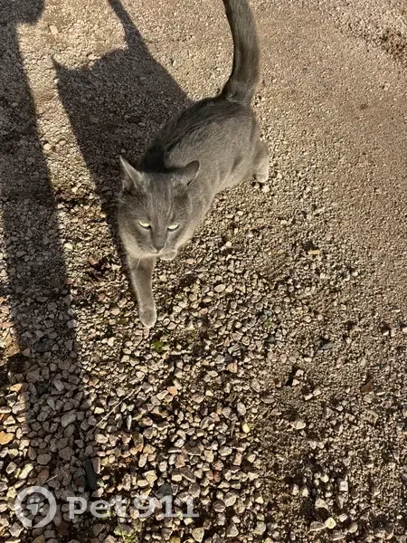 Chat perdu retrouvé à Saligny - photo