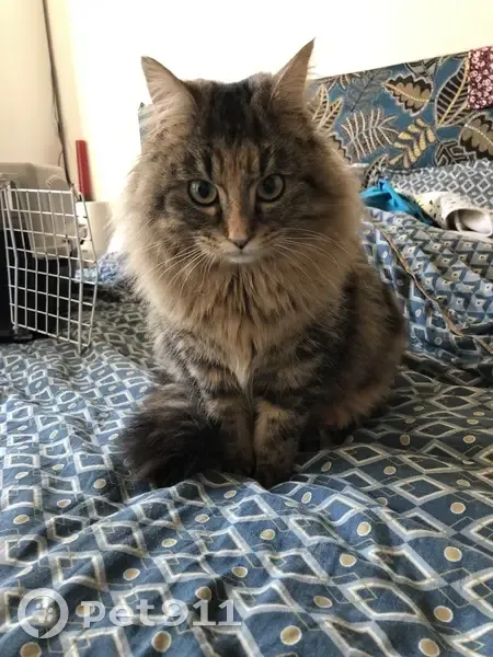 Chat perdu à Cholet retrouvé - photo