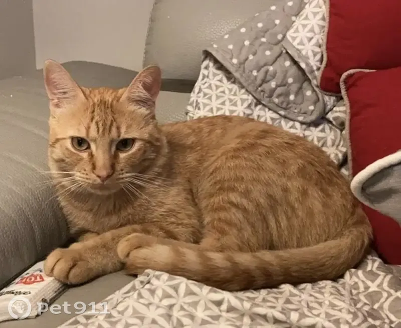 Chat roux tatoué perdu à Mériadec - photo