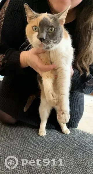 Chat tricolore trouvé à La Limouzinière - photo