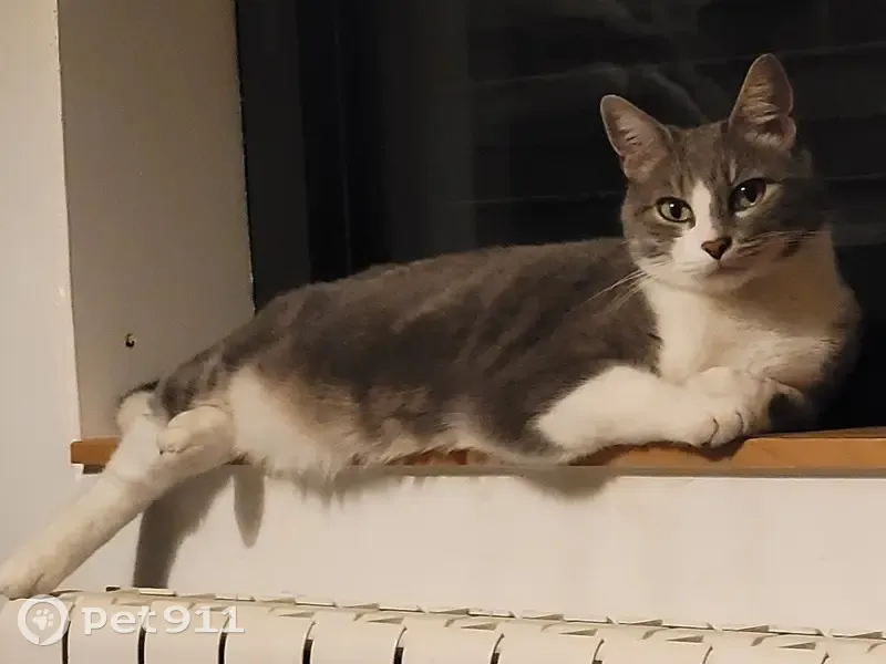 Chat Roméo gris/blanc perdu à Nîmes - photo