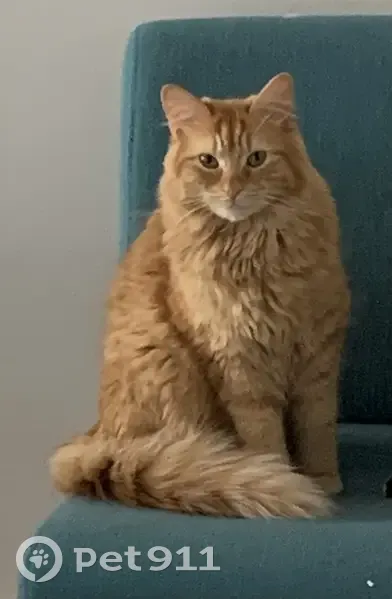 Alerte: Chat roux perdu! - photo