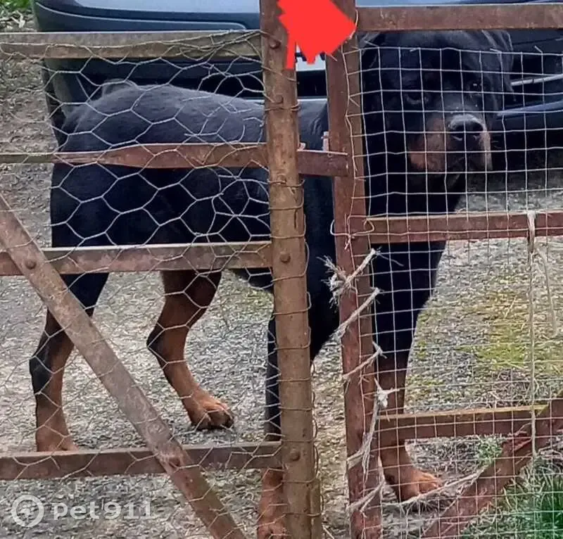 Rottweiler errant à Sougé-le-G. - photo
