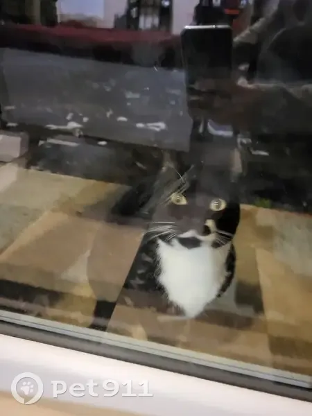 Chat sociable trouvé à La Neuville - photo
