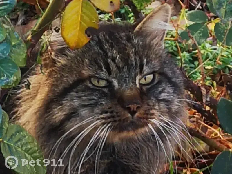 Chat orphelin cherche foyer - photo