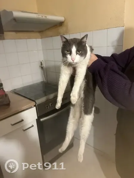 Chat gris-blanc perdu à Quetigny - photo