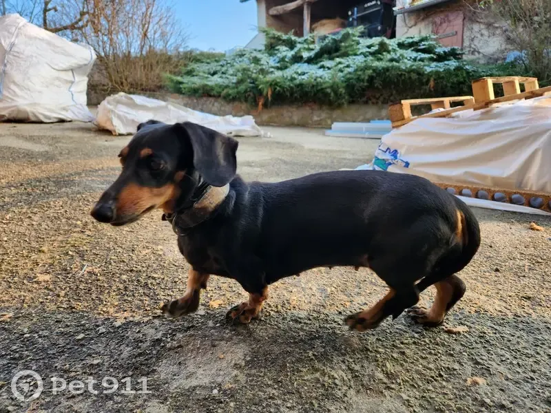 Teckel perdu à Saint-Cyr retrouvé - photo