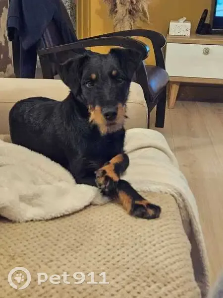Ubby, Jagd Terrier perdu, Astillé - photo