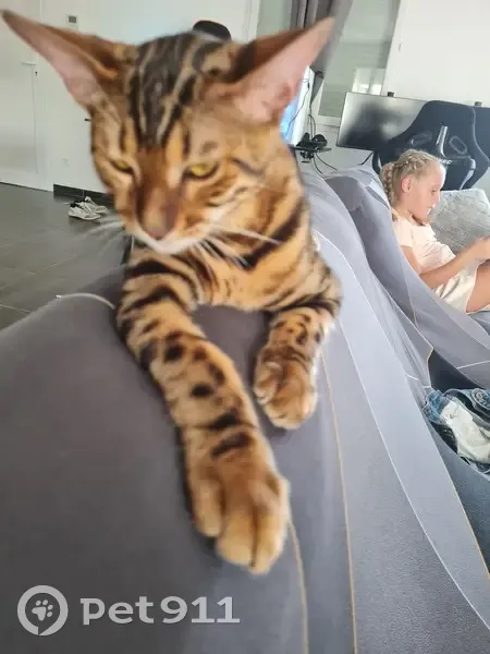 Chat Bengal Perdu à Pouzilhac - photo