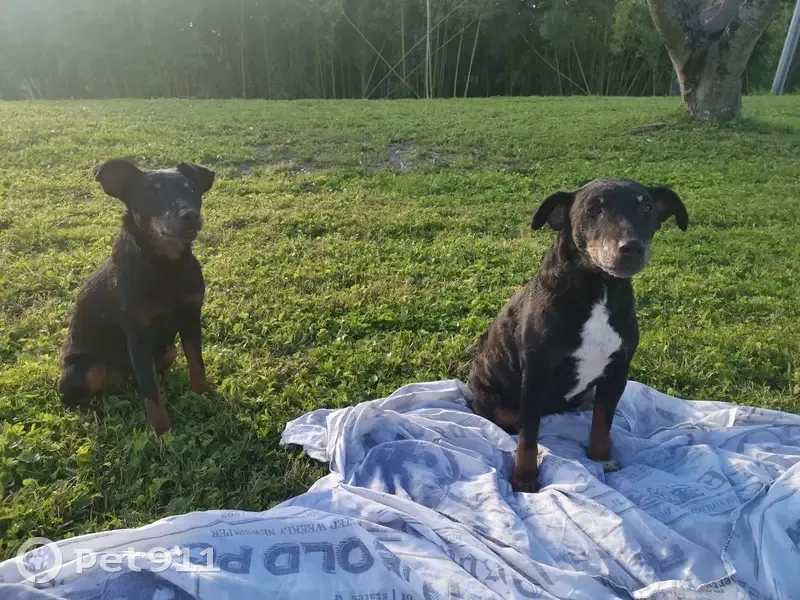 Appel urgent: 2 chiennes perdues - photo