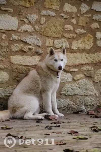 Appel: Deux Huskies Perdues - photo