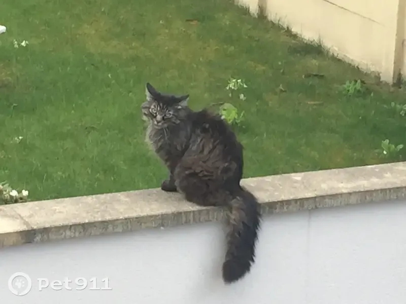 Chat Maine Coon perdu à Reims - photo