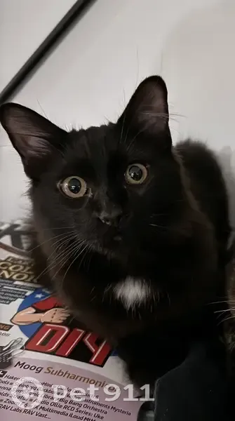 Avis: Chat DARKUSS perdu, Seysses - photo