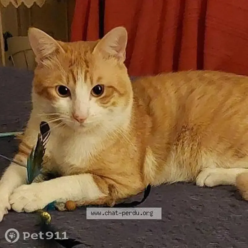 Chat roux/blanc perdu - Paris 10 - photo