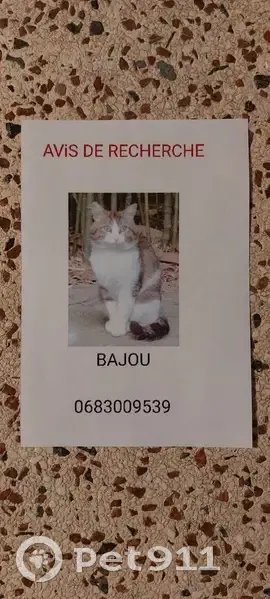 Chat rondouillard perdu à Baillargues - photo