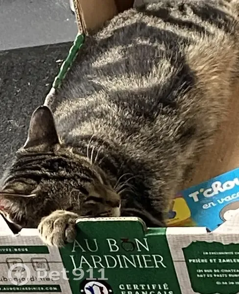 Chaton gris tigré perdu à Vittel - photo
