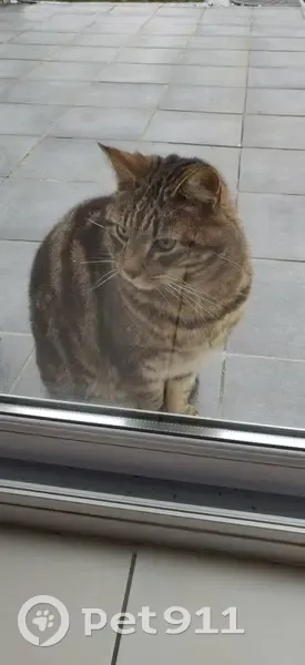 Chat tigré sociable trouvé à Aubrives - photo